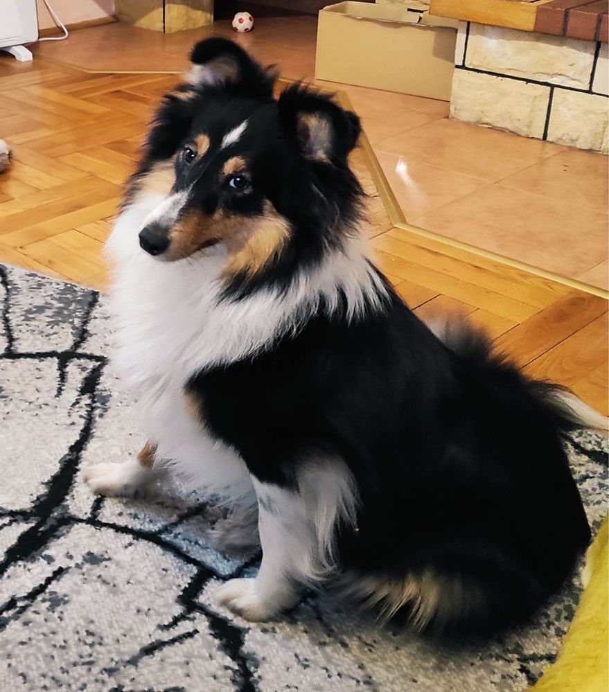 Owczarek szetlandzki , sheltie - piesek