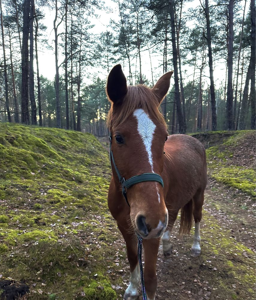 Koń wałach. Towarzysz dla zaawansowanej osoby.