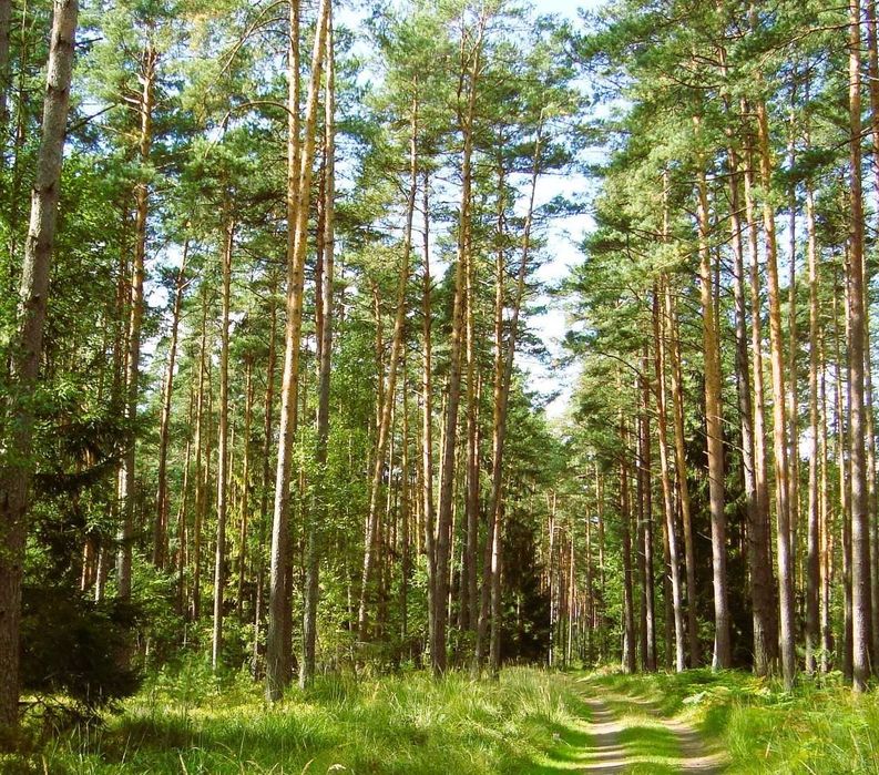 las sosnowy  i  mieszany 70-80 letni