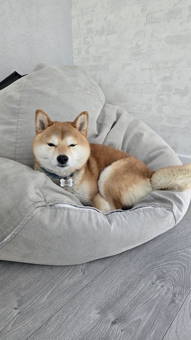 Ищем невесту для вязки