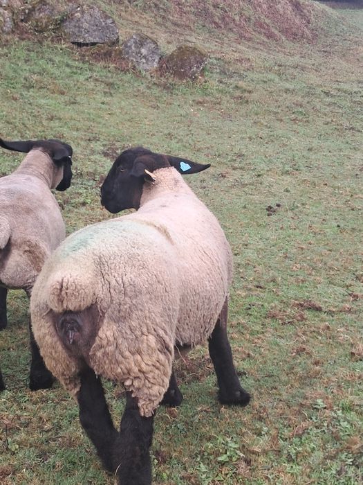 Ovelhas suffolk  certificadas