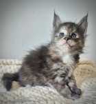 Cudowna kotka maine coon!!