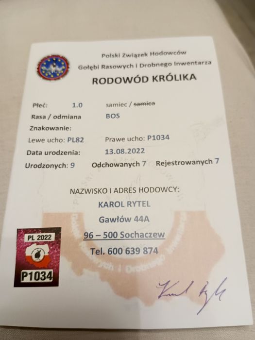 Sprzedam samca olbrzyma belgijskiego z rodowodem