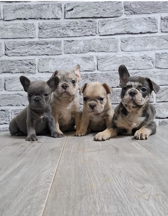 ФРанцузький Бульдог