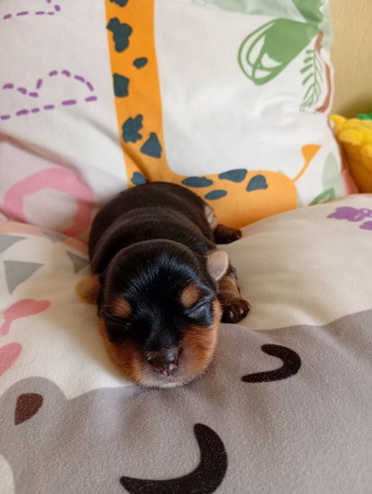 Yorkshire Terrier ZKwP FCI suczka