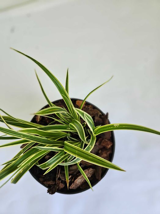 Turzyca morrowa 'Ice Dance' (Carex morrowii 'Ice Dance')
