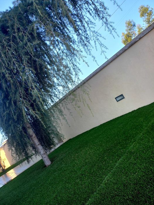 Cedro Atlanta pendula de jardim vai ser removida. devido obras