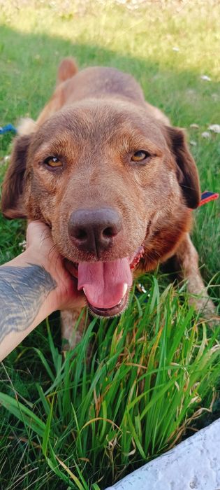 Piękny Dingo szuka domu