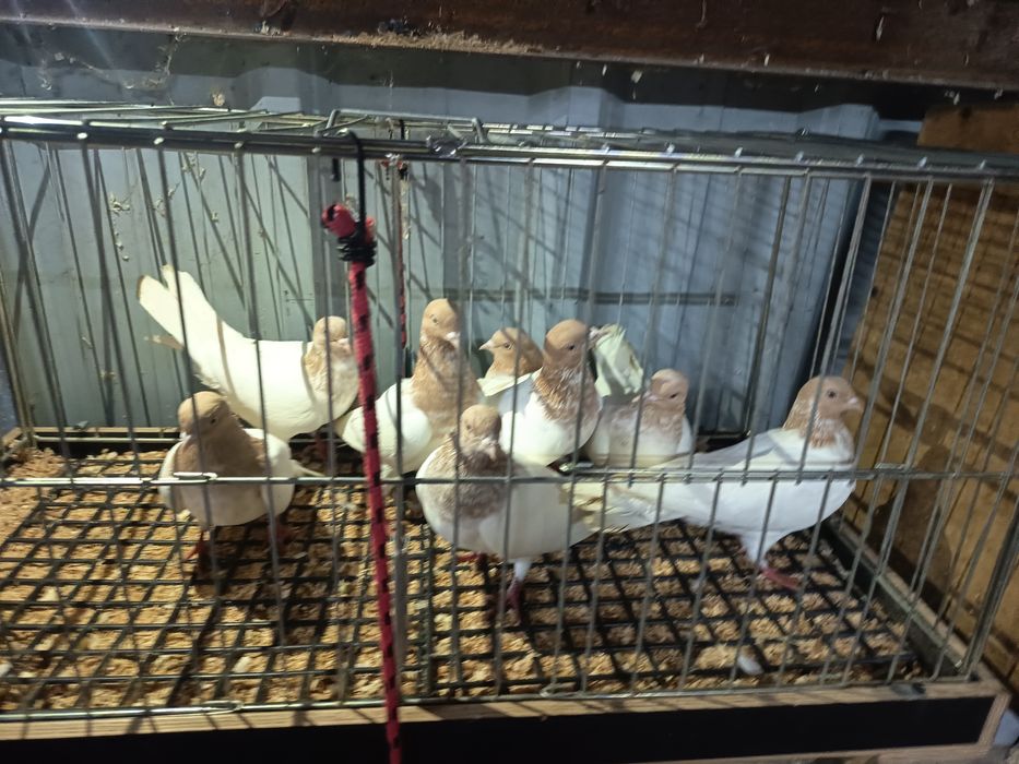 Budapeszty 25zł sztuka