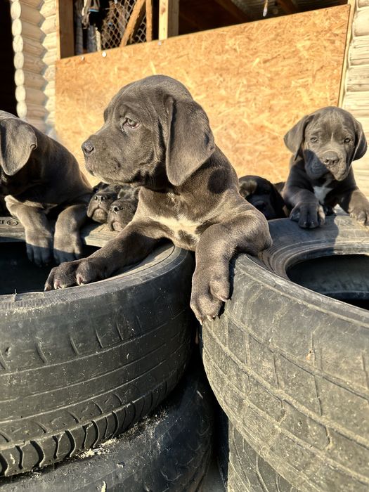 Голубой щенок Робби 2мес Кане-Корсо