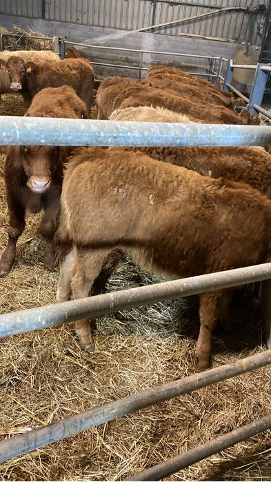 Lote de Vitelas cx de Limousines