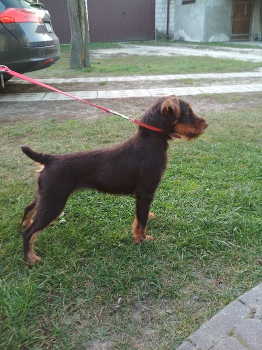 Oddam jagteriera w dobre ręce