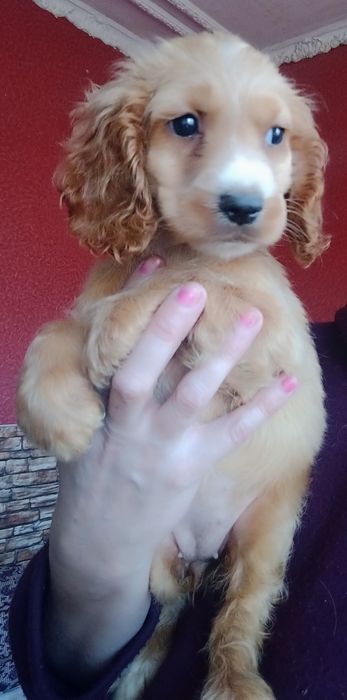 Кремові кокер спаніелі