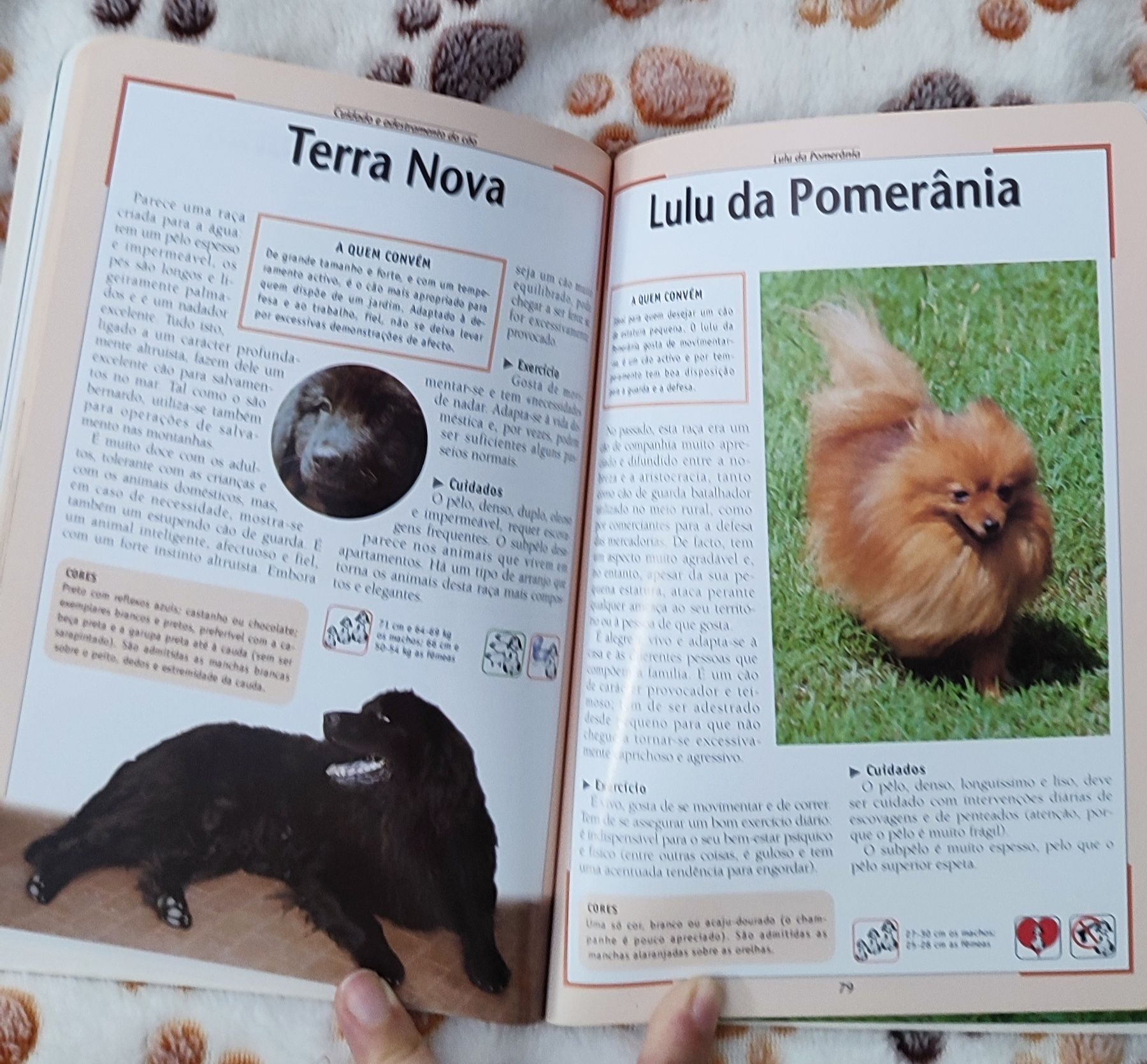 Cuidados e adestramento do cão