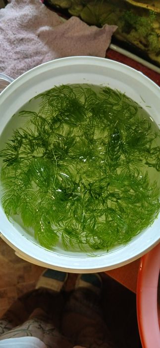 Водоросли для аквариума/улитки