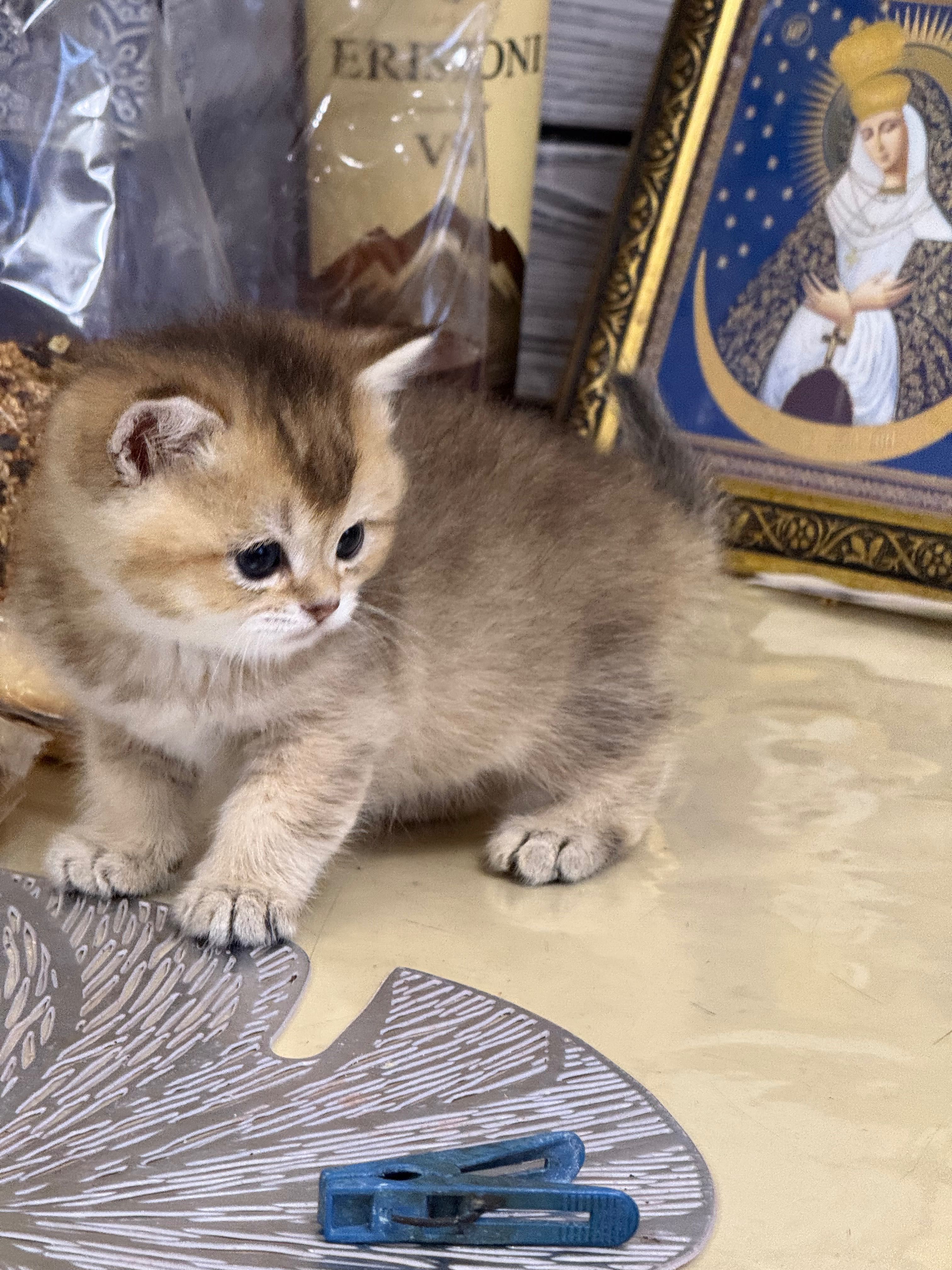 Шотландські кошенята