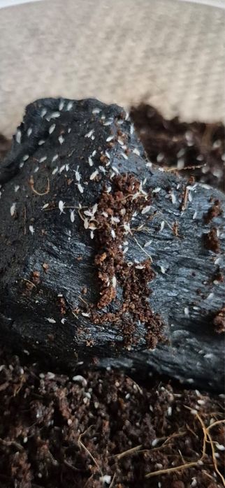 Skoczogonki ekipa sprzątająca terrarium vivarium paludarium