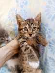 Котята отдам красивый котенок девочка