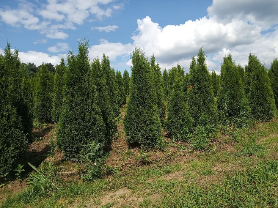 Tuja szmaragd brabant 100-300cm, piekne, gęste, dowóz gratis, SADZIMY
