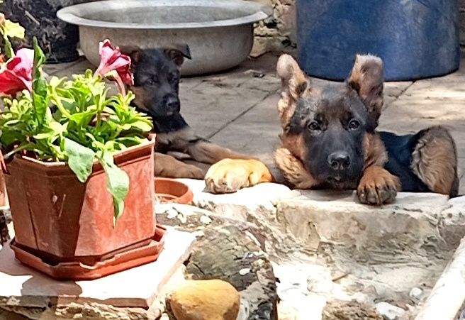 Роскошная сука из питомника ZOLOTOY PYT'.