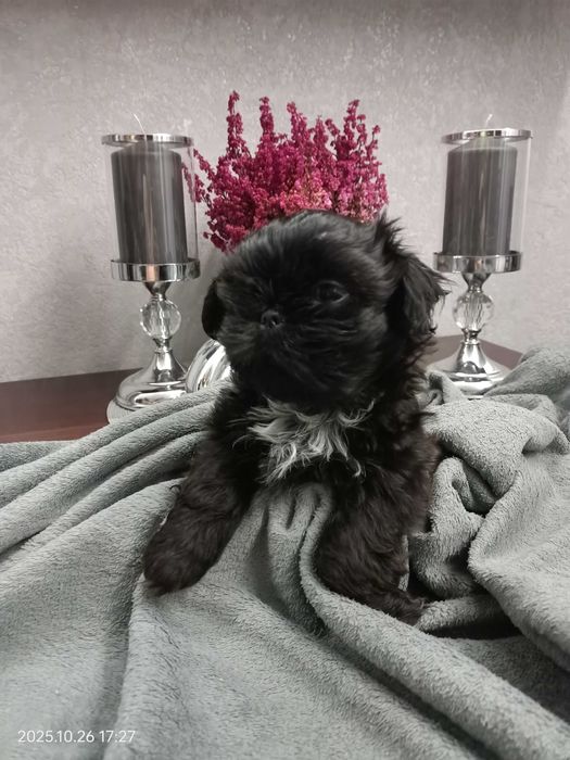 Rezerwacja Shih Tzu piesek Nodi rodowód