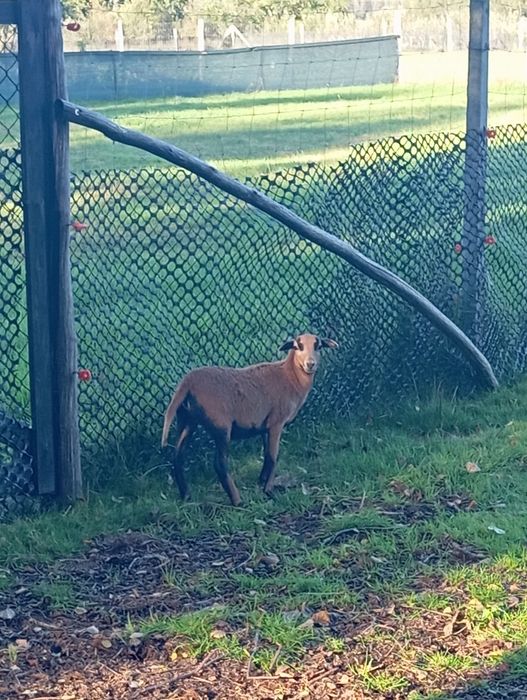 Młody baranek kameruński