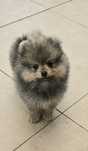 Pomeranian szpic miniaturowy