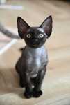 Bianka kotka Devon Rex