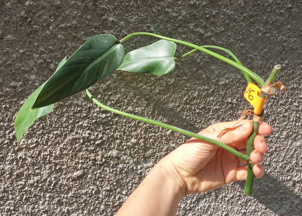 Philodendron filodendron Emerald Queen sadzonka cięta nr 6