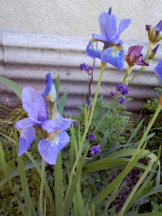 Багаторічні квіти