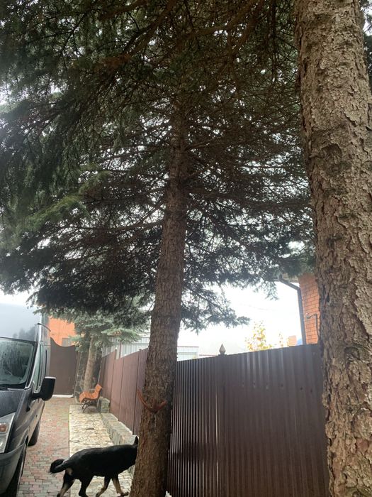 Ветки зелёной и голубой ёлки