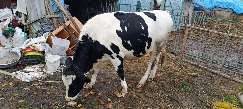 Продаю Теличку четвертий місяць тільності