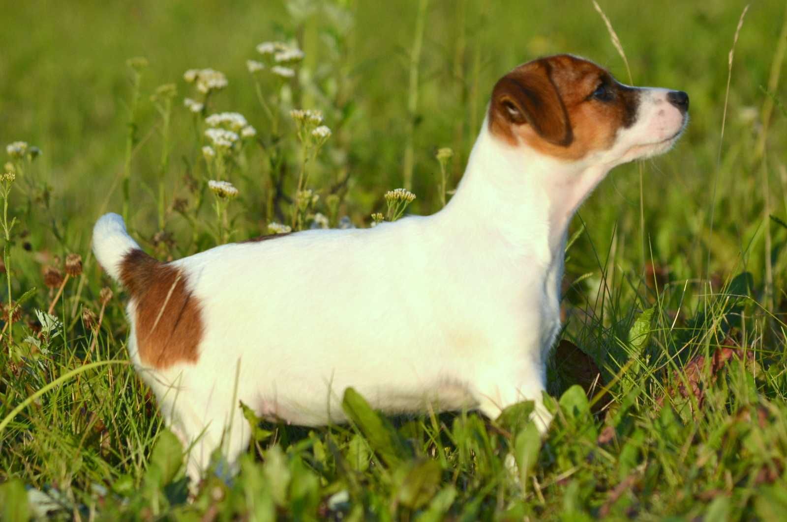 Jack Russell Terrier śliczna gładkowłosa suczka Tola ZKwP FCI
