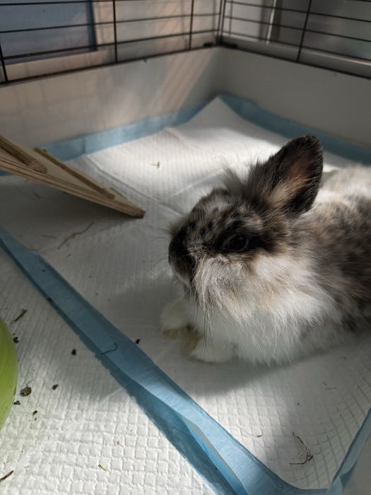 Oddam króliki, samiec wykastrowany i samiczka