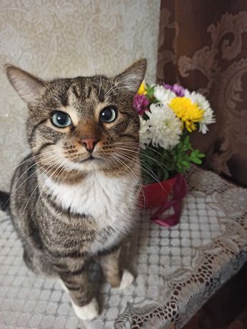 Вознаграждение Потерялся кот в Сахновщине.