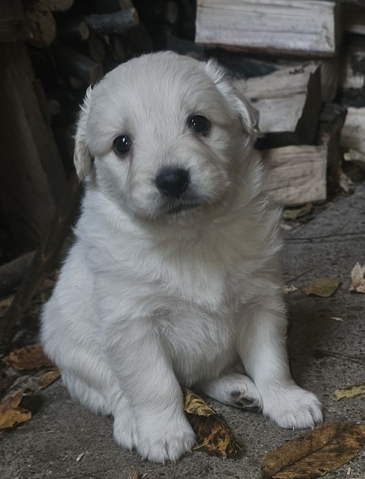 Oddam szczeniaczki - za darmo