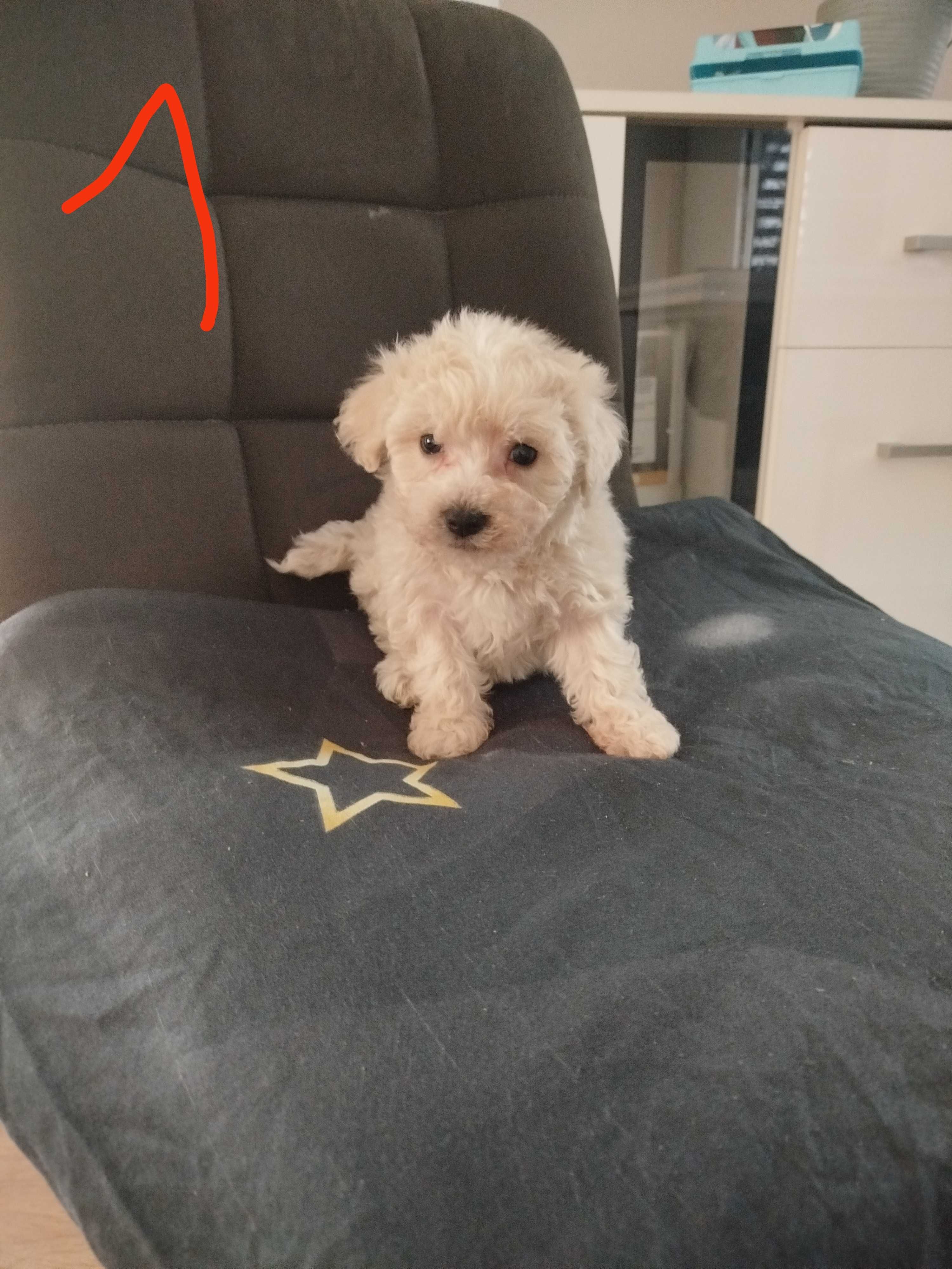 Piesek rasy maltipoo suczka