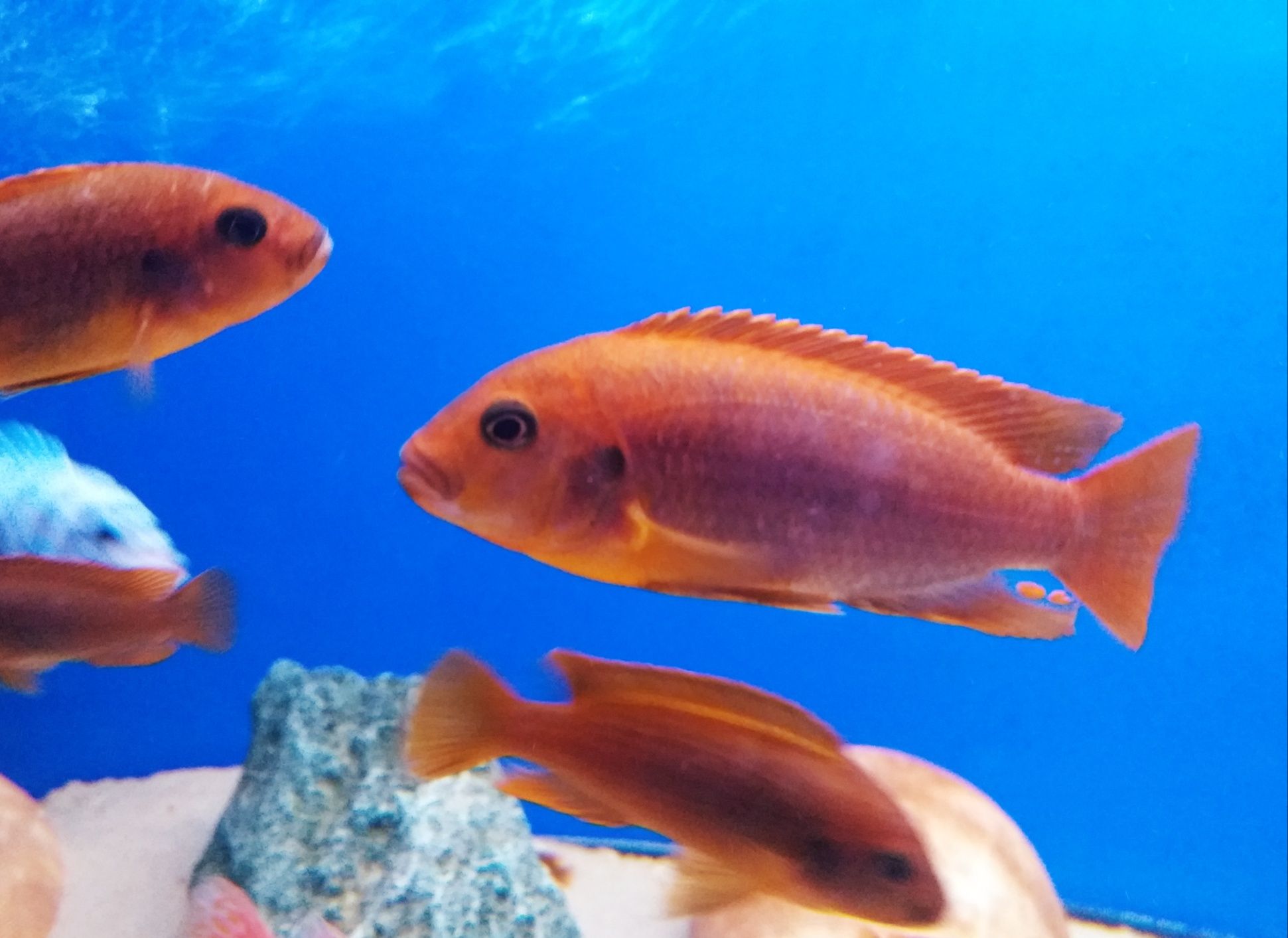 lodotropheus sprengerae makokola reef. Pyszczak rdzawy.