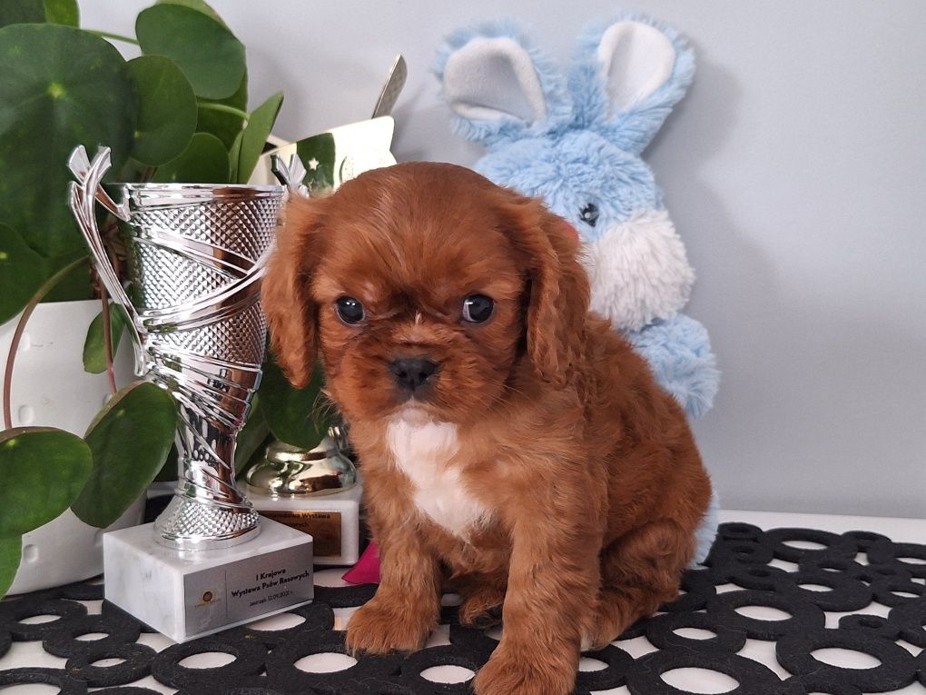 Cavalier King Charles spaniel suczka z rodowodem