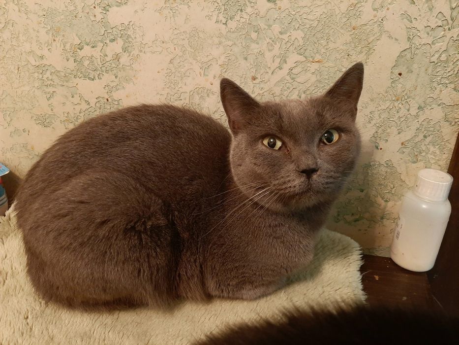 Кошечка британка шукає сім"ю!