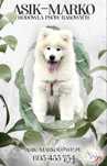 Samoyed  Samojed piesek