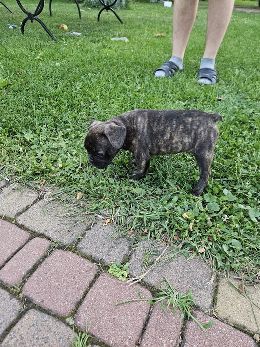 Buldog francuski