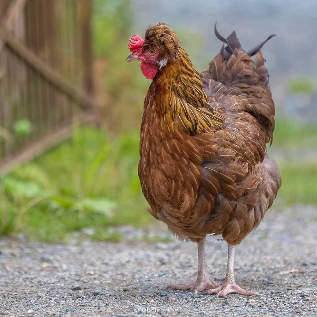 Куры несушки , комбикорма