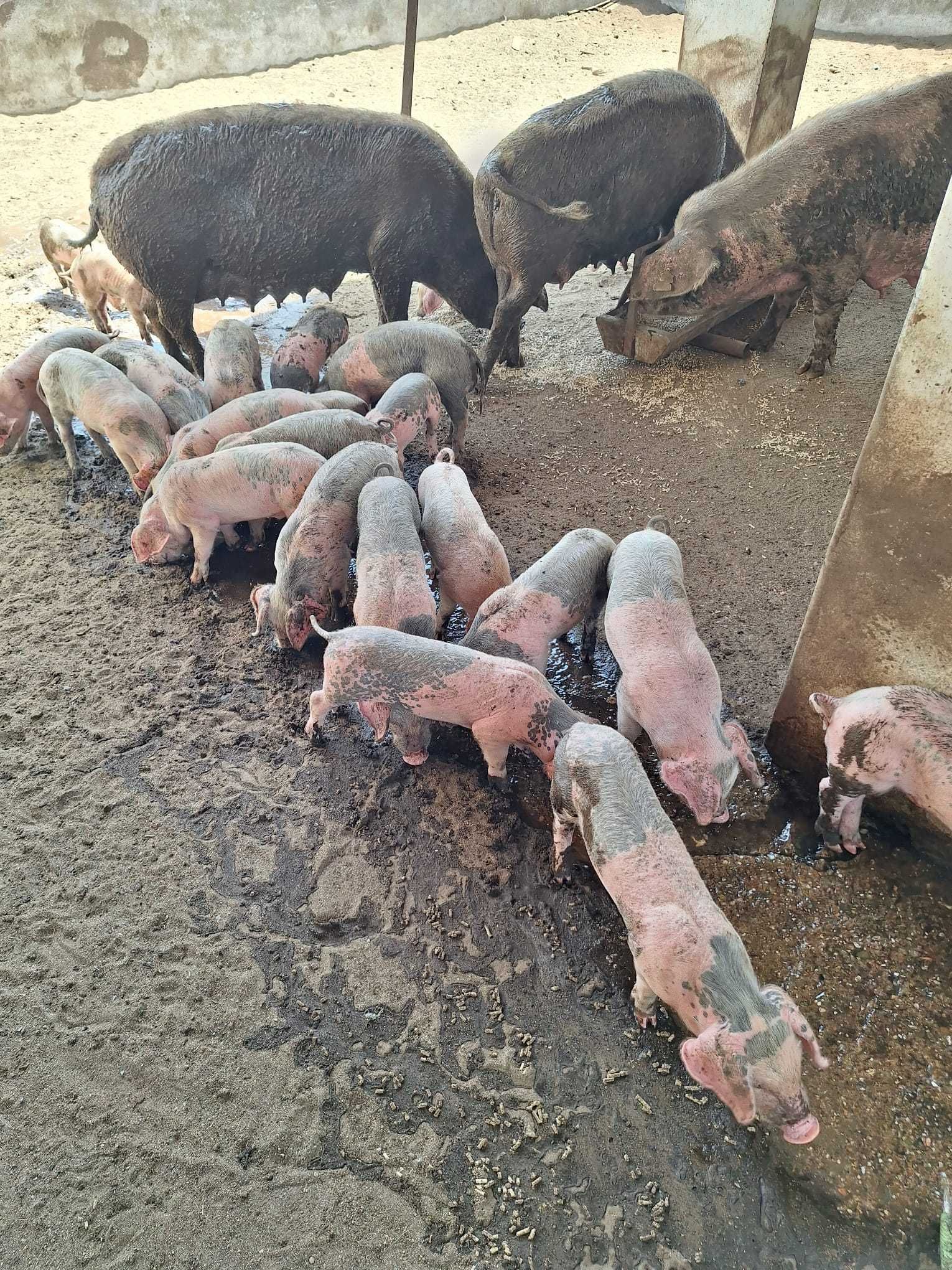 Leitões Bísaros - Barrancos, Baixo Alentejo