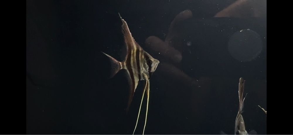 Wild Altum Inirida