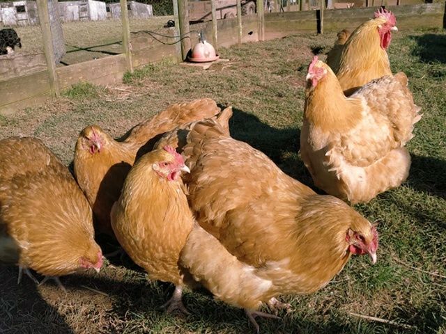 Інкубаційне яйце кур, курчата, Орпінгтон палевий, срібло, золото.