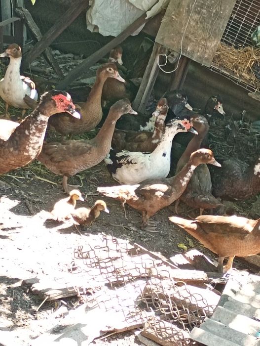 Качки     шипуни с. Карлівка