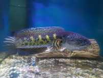Channa aurantimaculata Golden Cobra