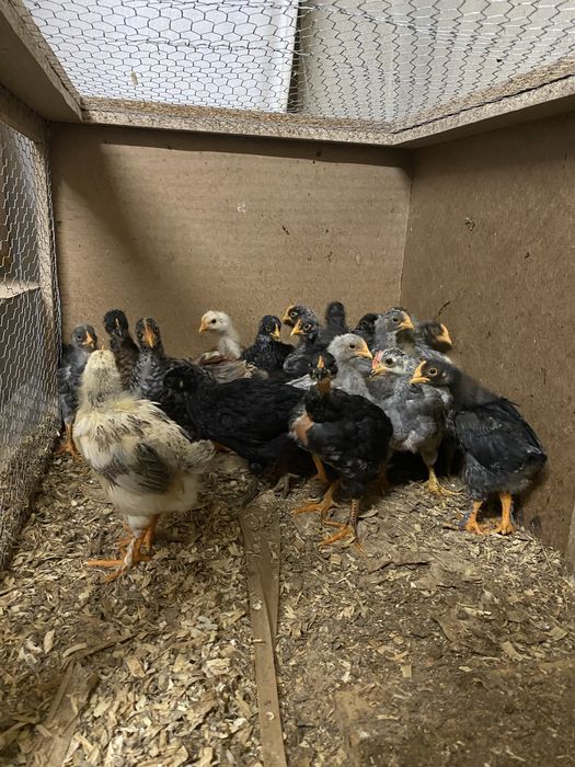 Pintos varias cores e idades