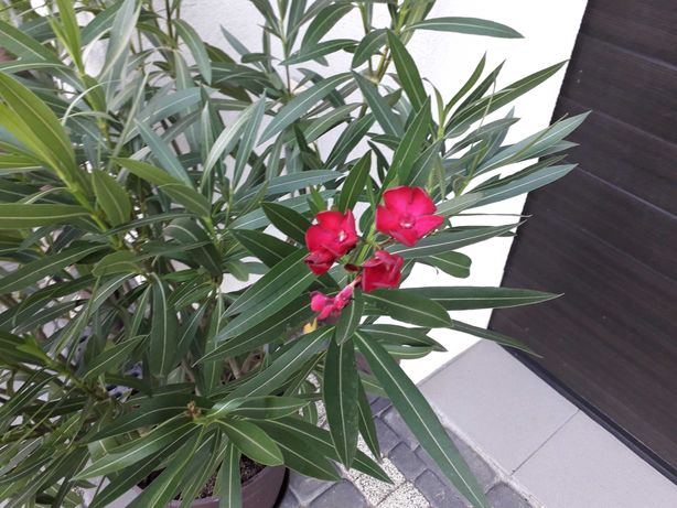 Oleander różowy pospolity